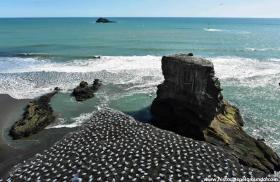 RED_005_Colônia_de_gannets_em_Mairiwu