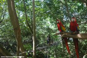 RED_009_Araras_no_Xcaret