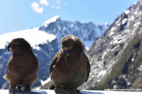 RED_004_Kea_em_Milford_Sound