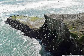 RED_003_Colônia_de_gannets_em_Mairiwu