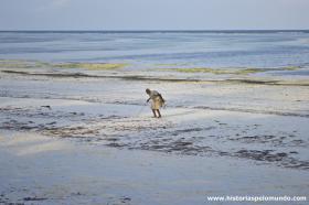 RED_003_Colhendo_algas_na_praia