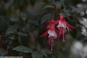 RED_009_Flowers_Dome