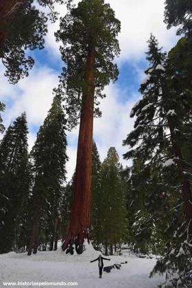 RED_009_Sequoia_National_Park