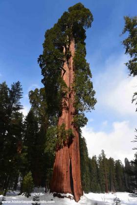 RED_010_Sequoia_National_Park