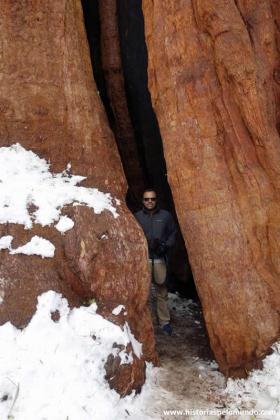 RED_011_Dentro_do_tronco_em_Sequoia_National_Park