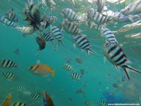 RED_001_Snorkeling_em_Koh_Tao