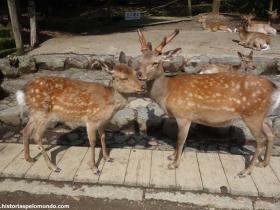 RED_004_Nara_Park